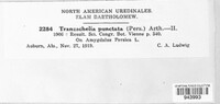 Tranzschelia discolor image